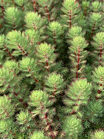 MYRIOPHYLLUM Red Stem (brasiliensis)