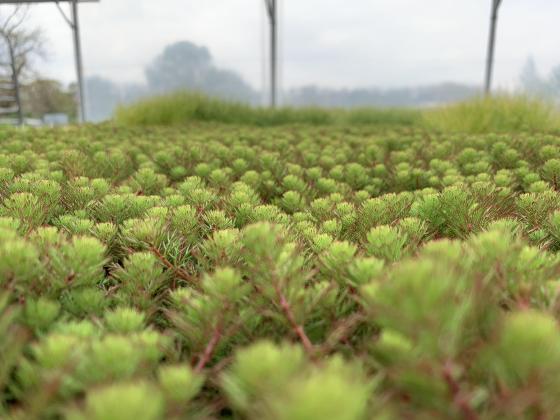 MYRIOPHYLLUM Red Stem (brasiliensis)
