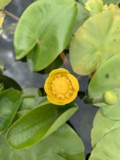 NUPHAR luteum