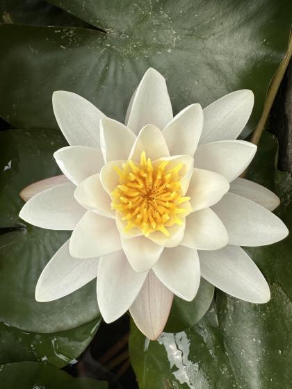 NYMPHAEA alba