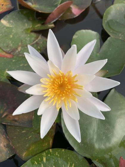 NYMPHAEA arc en ciel