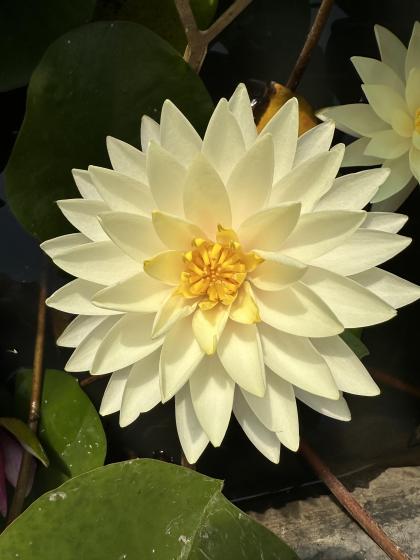 NYMPHAEA Blushing Bride