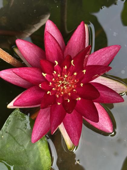 NYMPHAEA Burgandy Princess