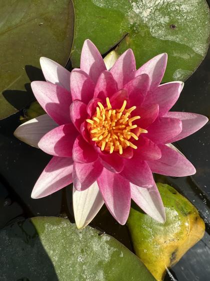 NYMPHAEA Charles de Meurvilles