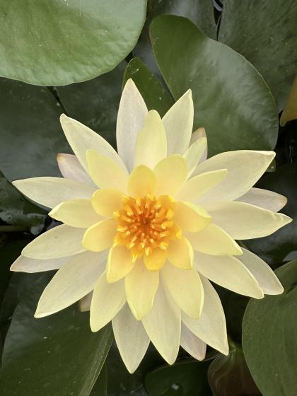 NYMPHAEA Clyde ilkins