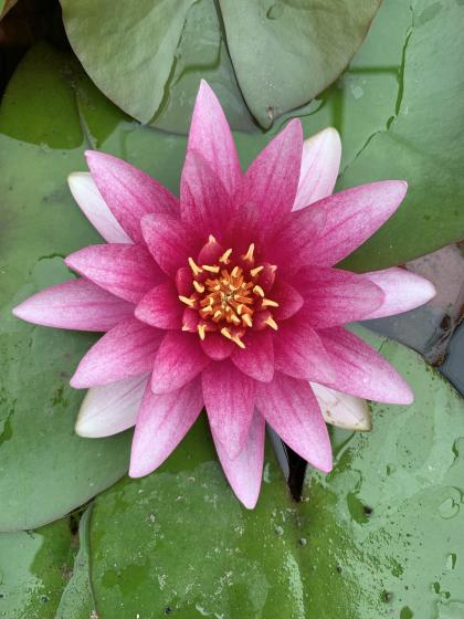 NYMPHAEA conqueror