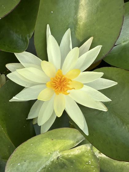 NYMPHAEA Charlene Straw