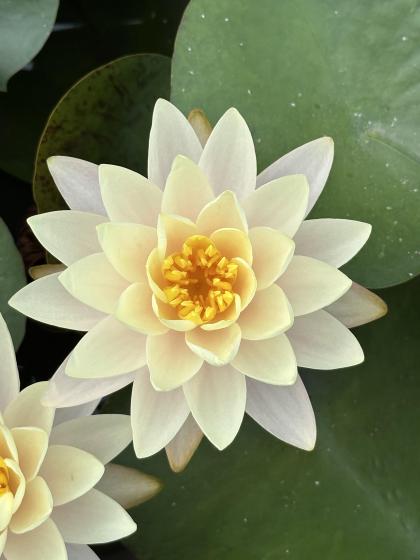 NYMPHAEA Florida sunset