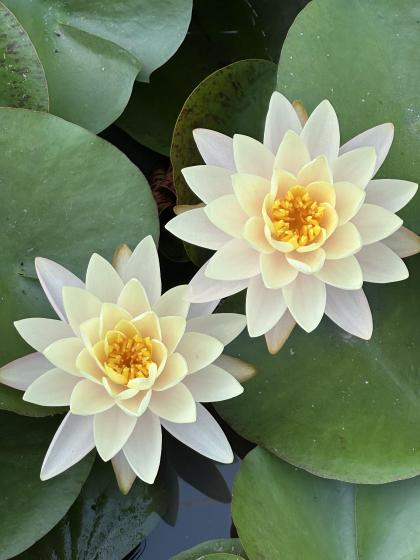 NYMPHAEA Florida sunset