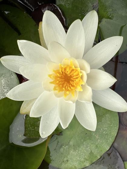 NYMPHAEA glastoniana