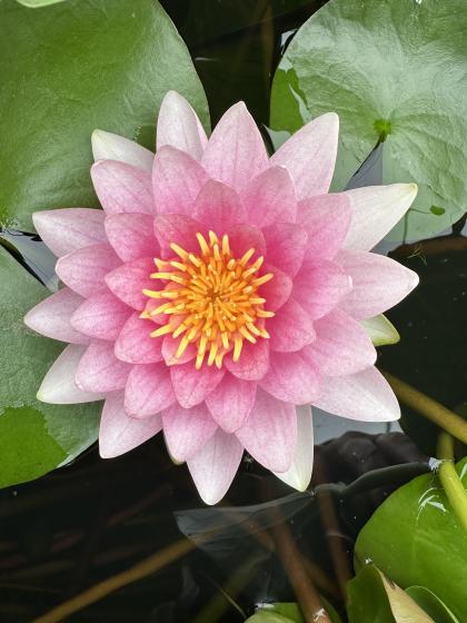 NYMPHAEA hollandia