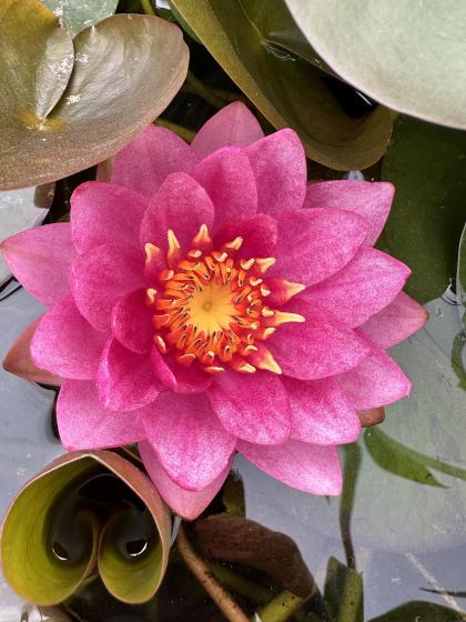 NYMPHAEA James Brydon