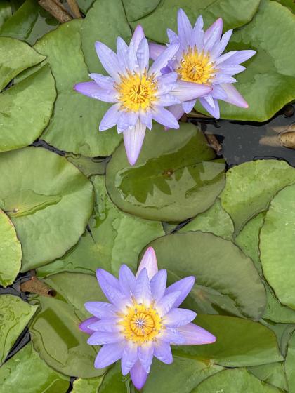 NYMPHAEA Tropical Blue