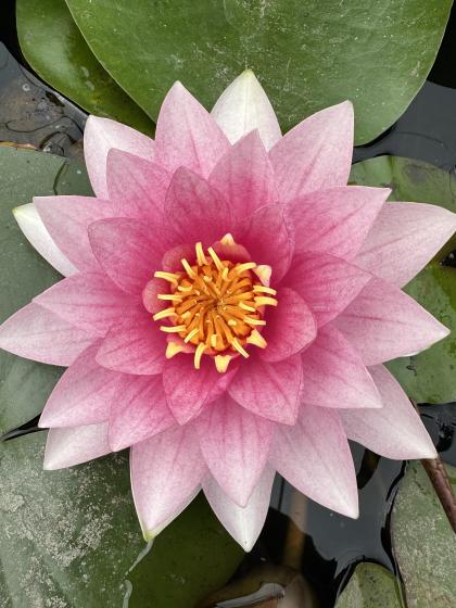 NYMPHAEA Laydekeri Fulgens
