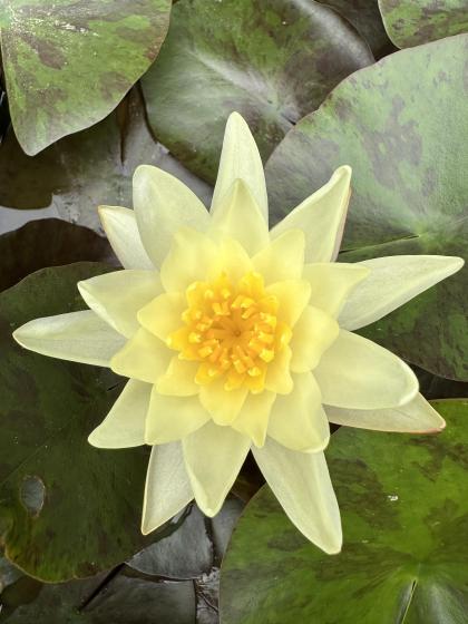 NYMPHAEA maeliacea Chromatella