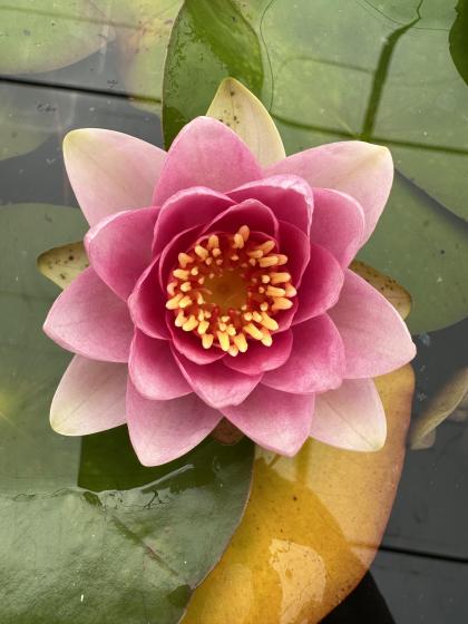 NYMPHAEA massaniello