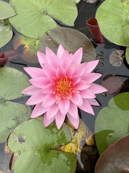NYMPHAEA Mayla