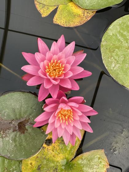 NYMPHAEA Mayla