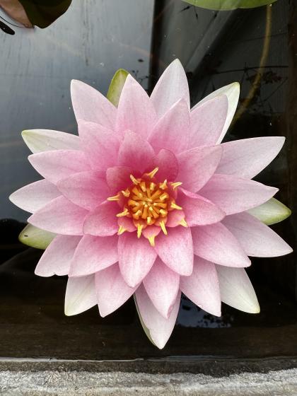 NYMPHAEA Mrs Richmond