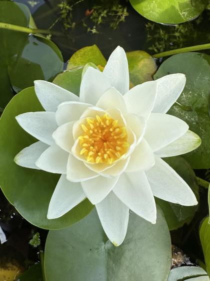 NYMPHAEA odorata Richardsonii