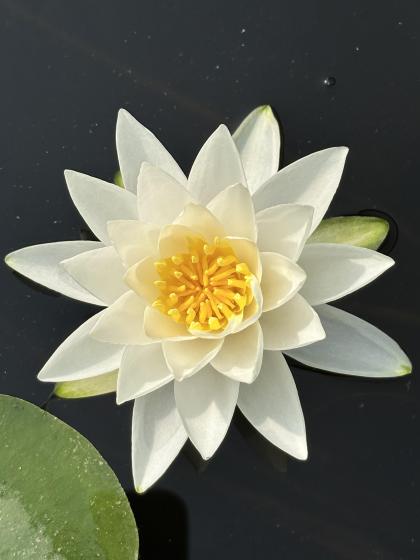 NYMPHAEA odorata Richardsonii