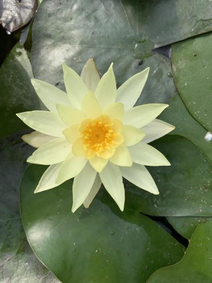 NYMPHAEA odorata Sulphurea