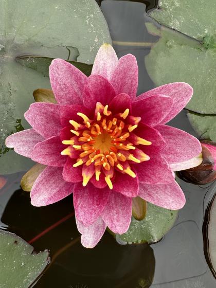 NYMPHAEA Perrys babby red