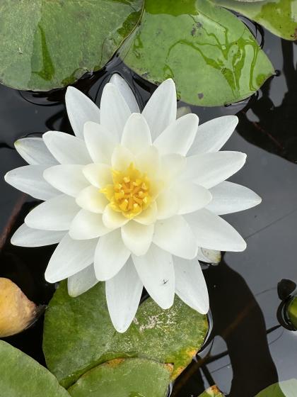 NYMPHAEA Perry's Double White