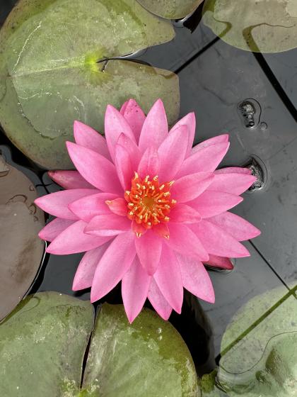 NYMPHAEA pink Sensation
