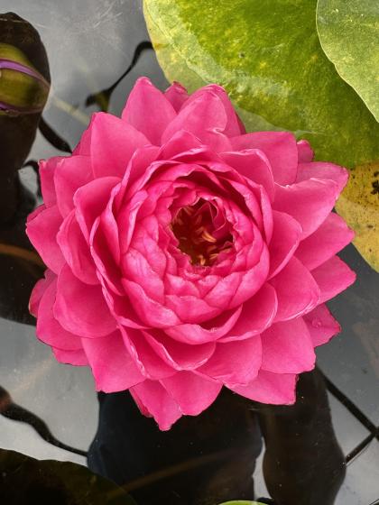 NYMPHAEA Pigeon Blood