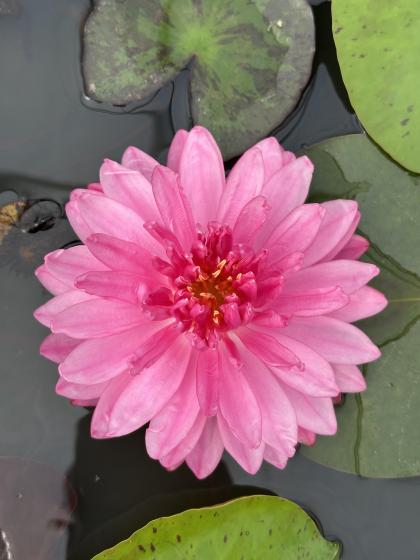 NYMPHAEA Fushia Pom Pom