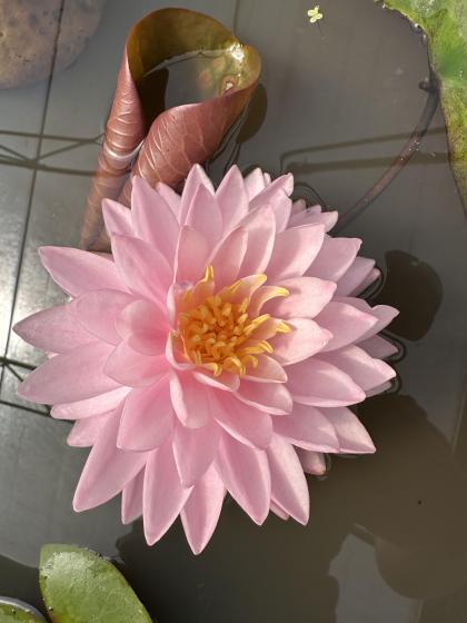 NYMPHAEA Pink Pom Pom