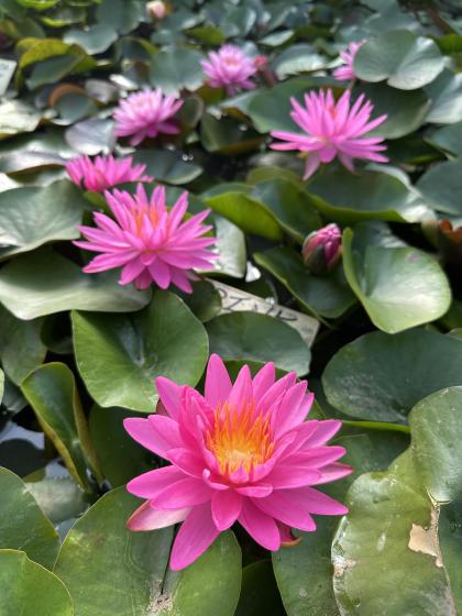 NYMPHAEA Pink Silk