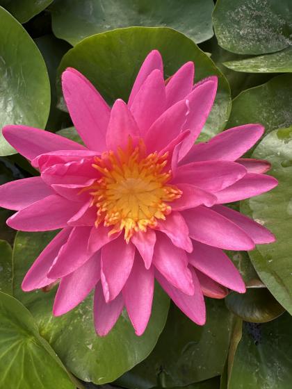 NYMPHAEA Pink Silk