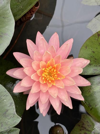 NYMPHAEA Perry's Orange Sunset