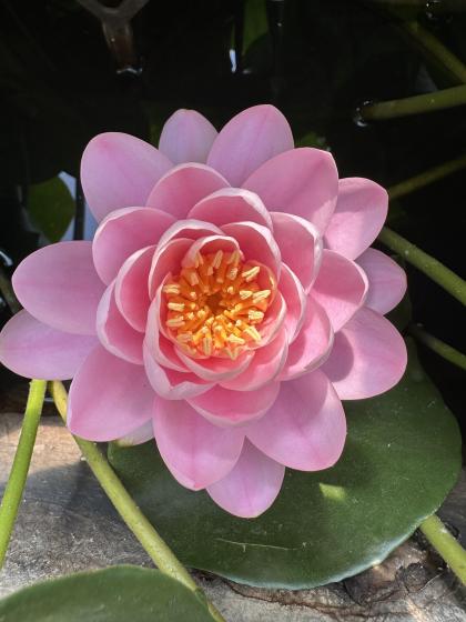 NYMPHAEA Pink Peony