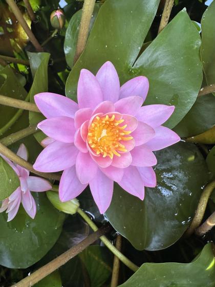 NYMPHAEA Princess Elisabeth