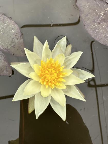 NYMPHAEA pygmea Helvola