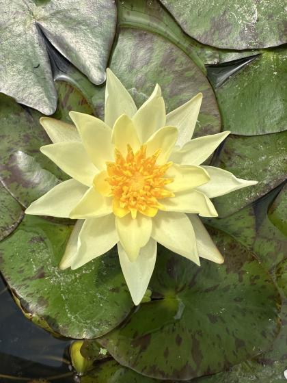 NYMPHAEA pygmea Helvola