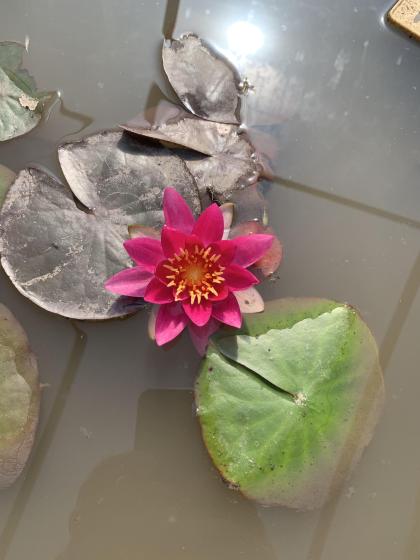 NYMPHAEA pygmea Rubra