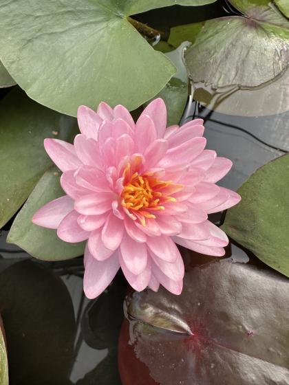 NYMPHAEA Razzberry
