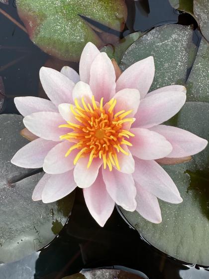 NYMPHAEA rose Nymphe