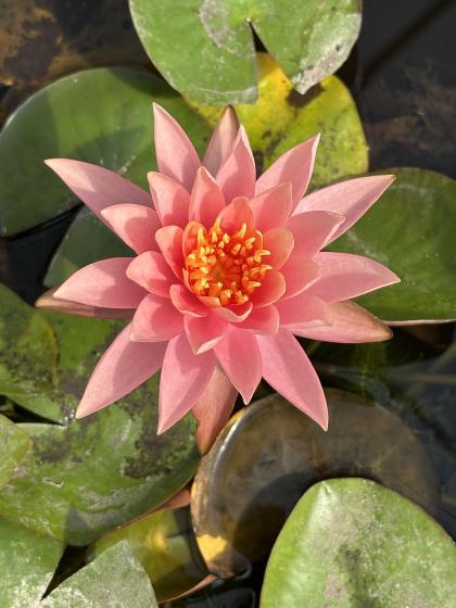 NYMPHAEA sioux