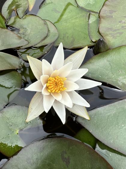 NYMPHAEA Snow Princess