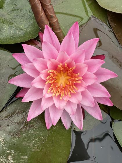 NYMPHAEA Steven Straw
