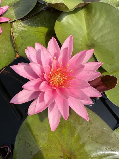 NYMPHAEA Sunbeam