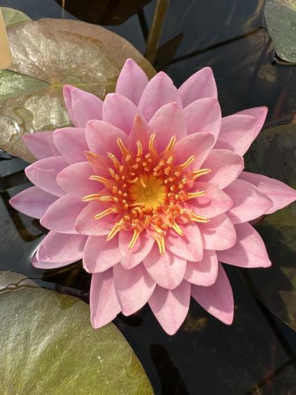 NYMPHAEA Tan-Khwan