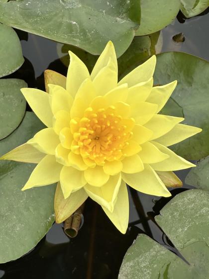 NYMPHAEA Joey Tomacik