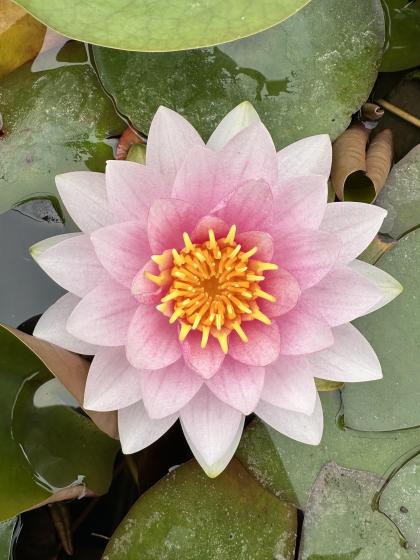 NYMPHAEA Mrs Wilfron Gonnere