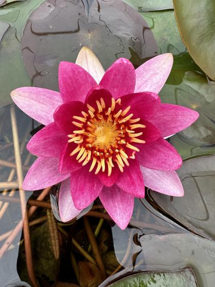 NYMPHAEA Xiaffei